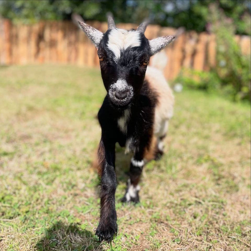 Pygmy goat kid