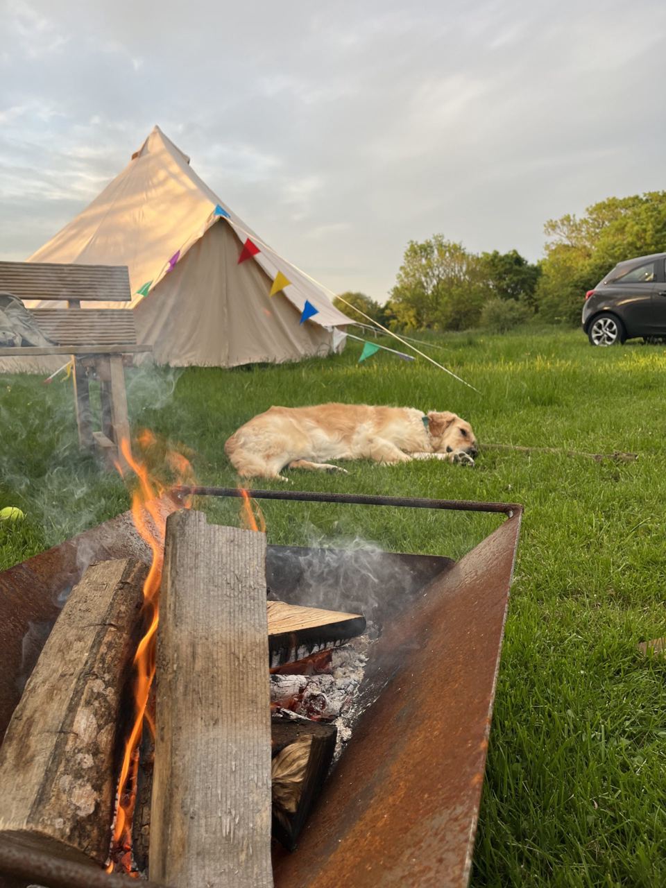 Campfire with a dog beside it