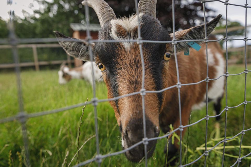Goat at the fence