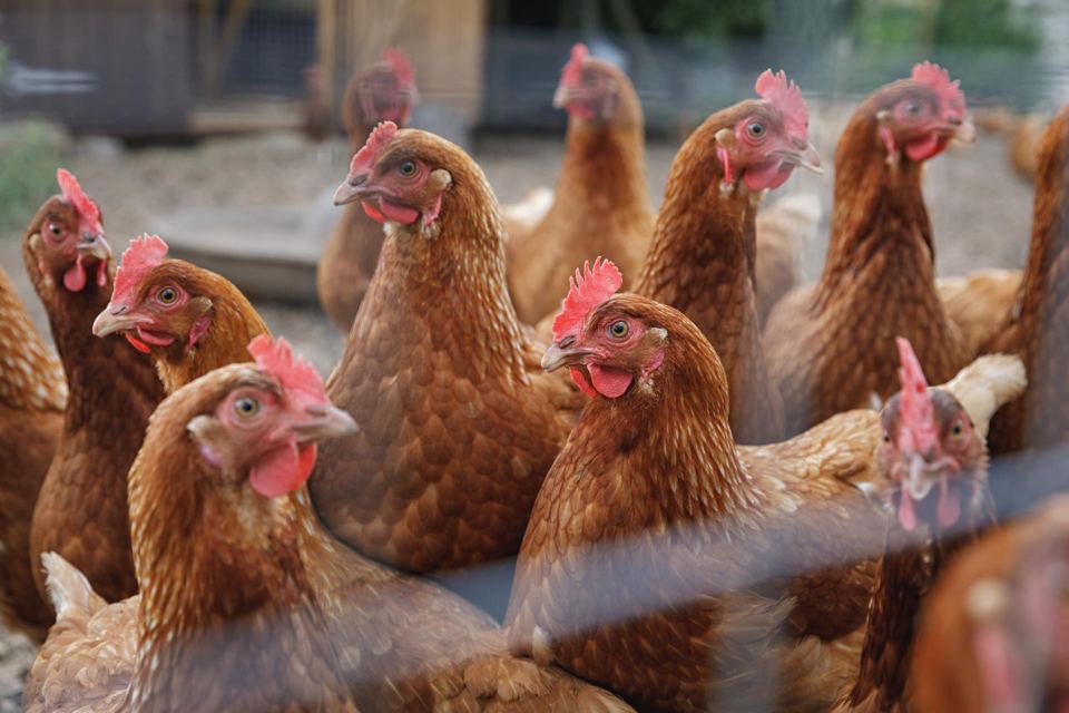 Hens on the farm
