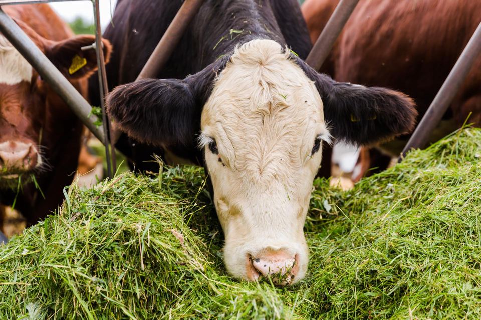 Cattle on the farm