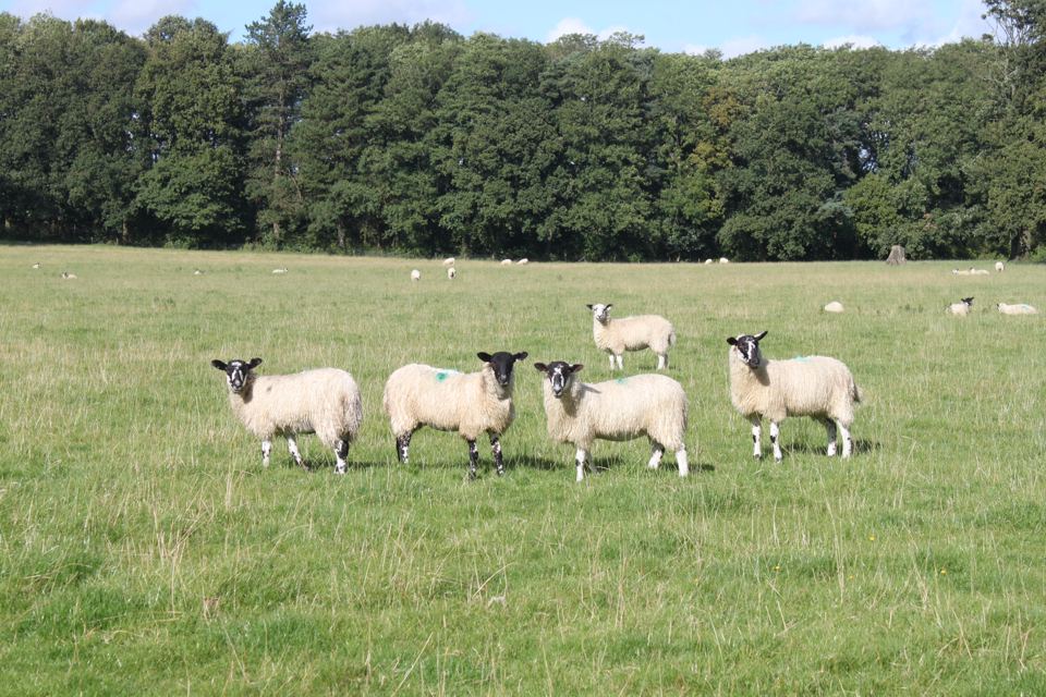 Sheep in the field