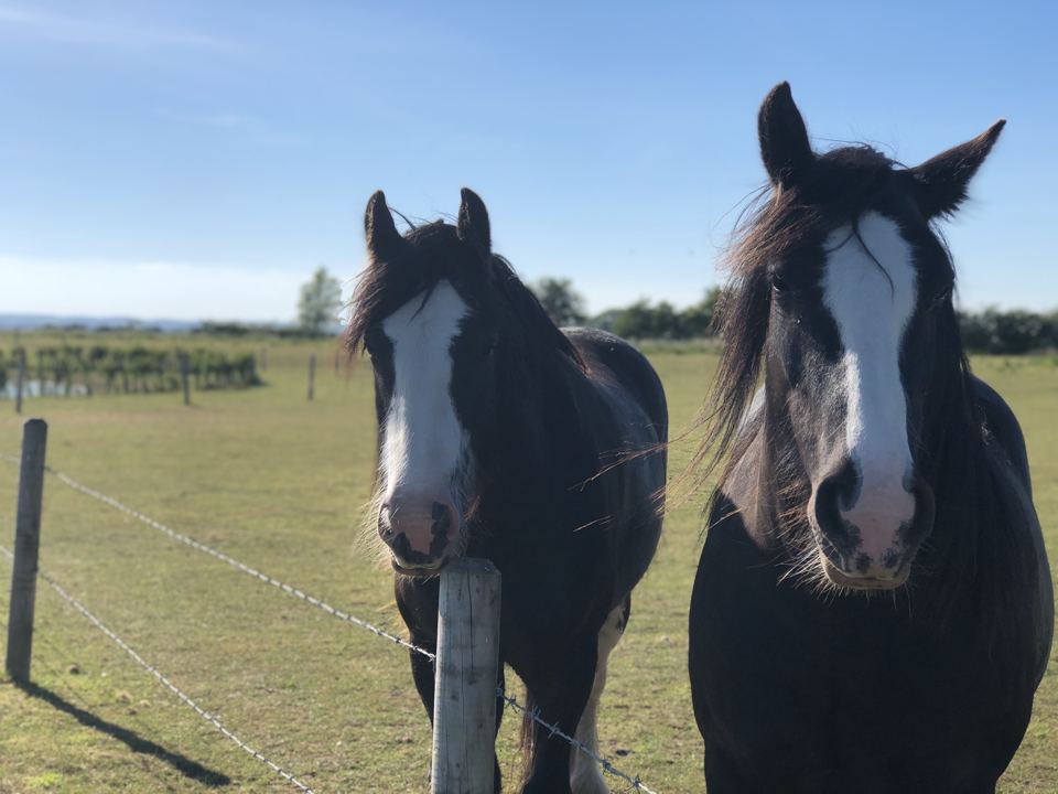 Horses by the fence