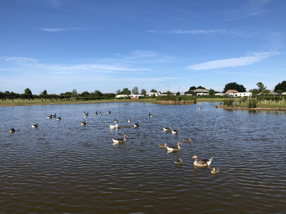 Fishing lake with ducks