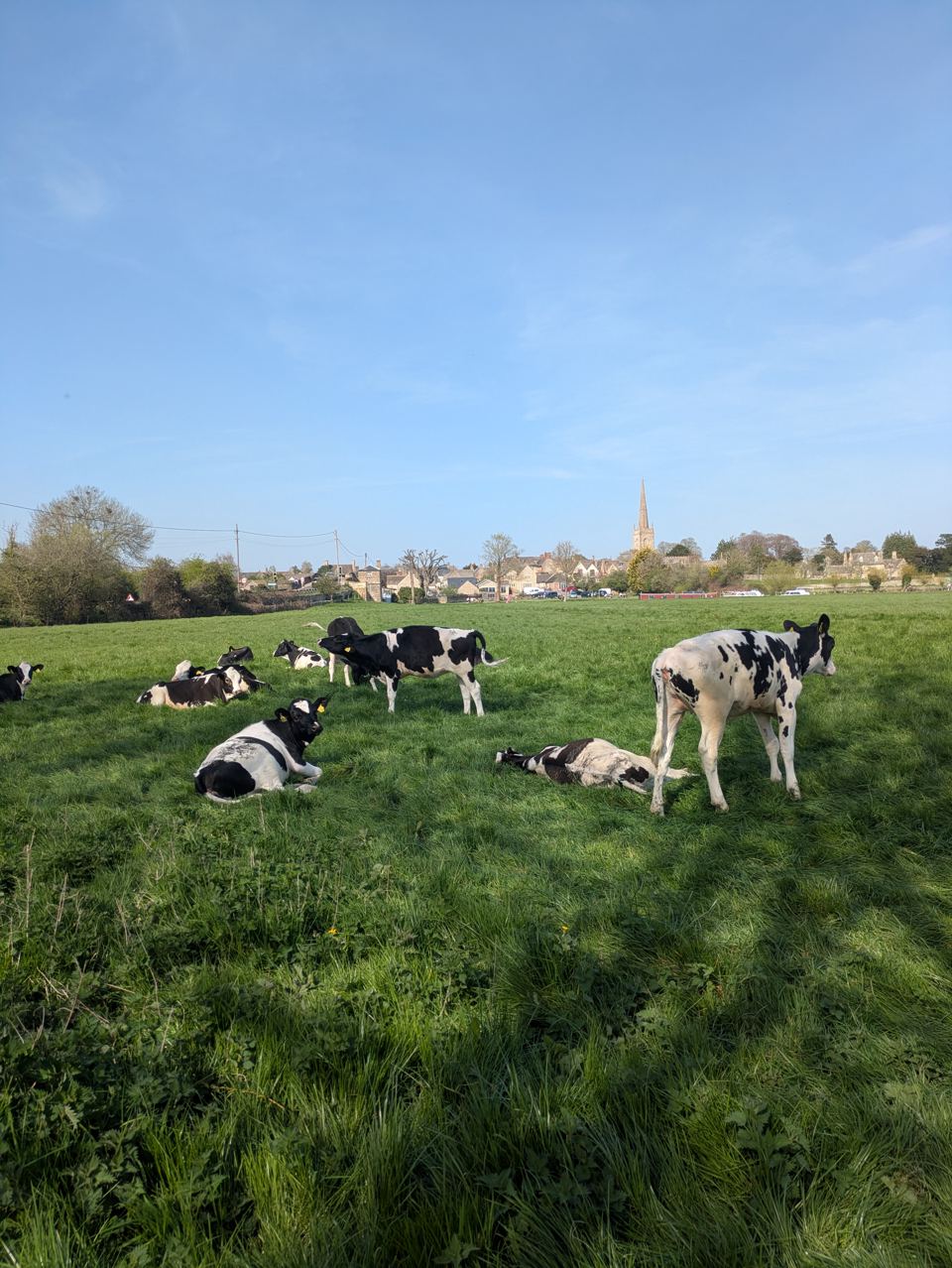 Cows in the field by the site