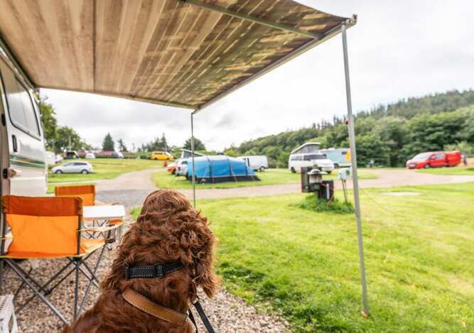 Awning and dog on a pitch