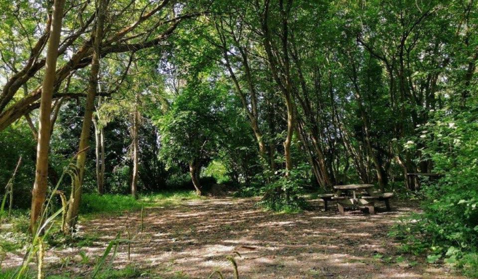 Woodland camping clearing