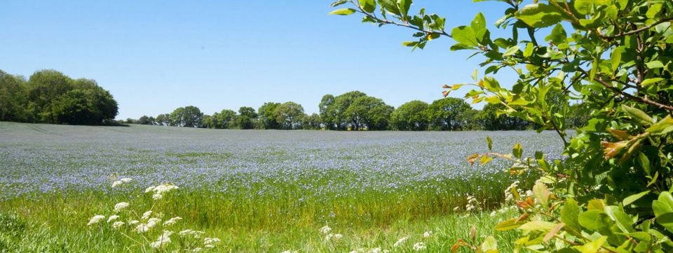 Fields beside the park