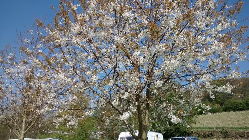 Blossom and caravans in the park