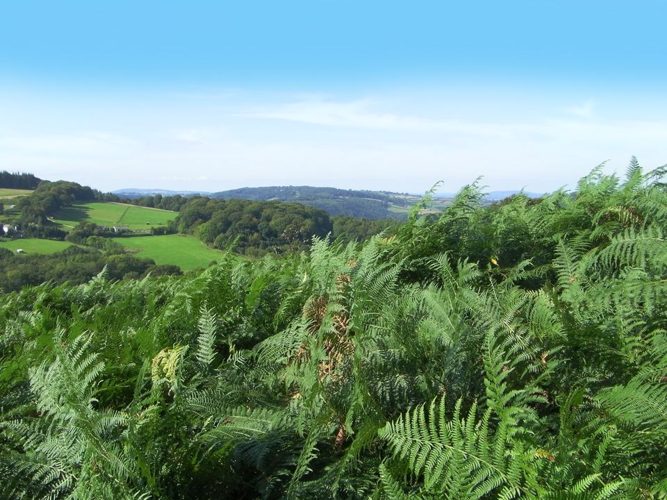 Bracken and hills beyond