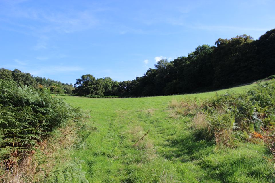 Grass track beside the woods