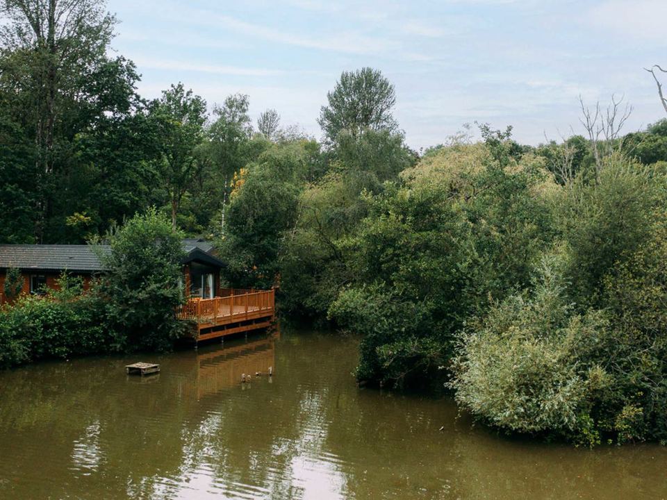 Lake among the trees