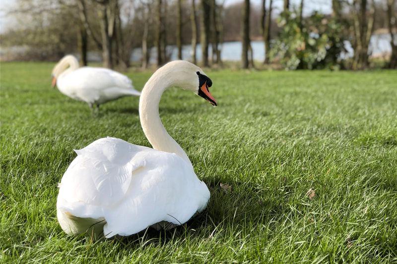 Swan on the grass