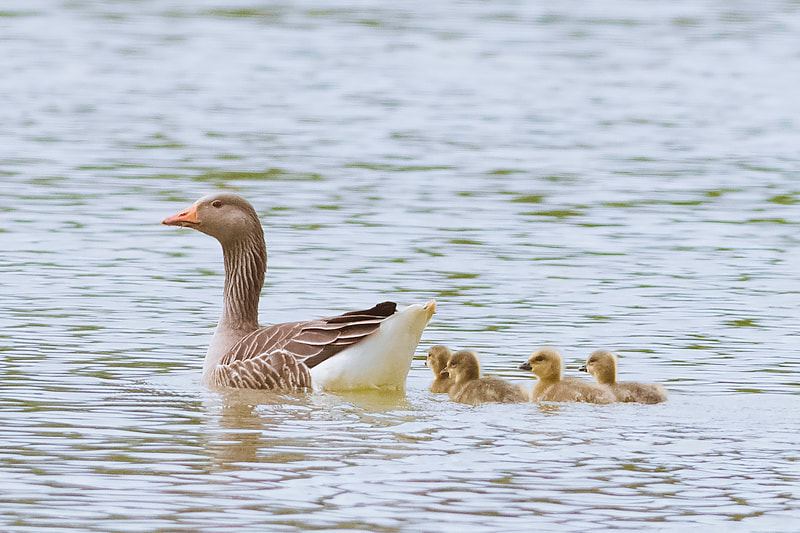 Goose and goslings on the lake
