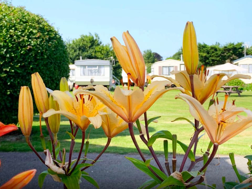 Lawns and caravans beyond flowers