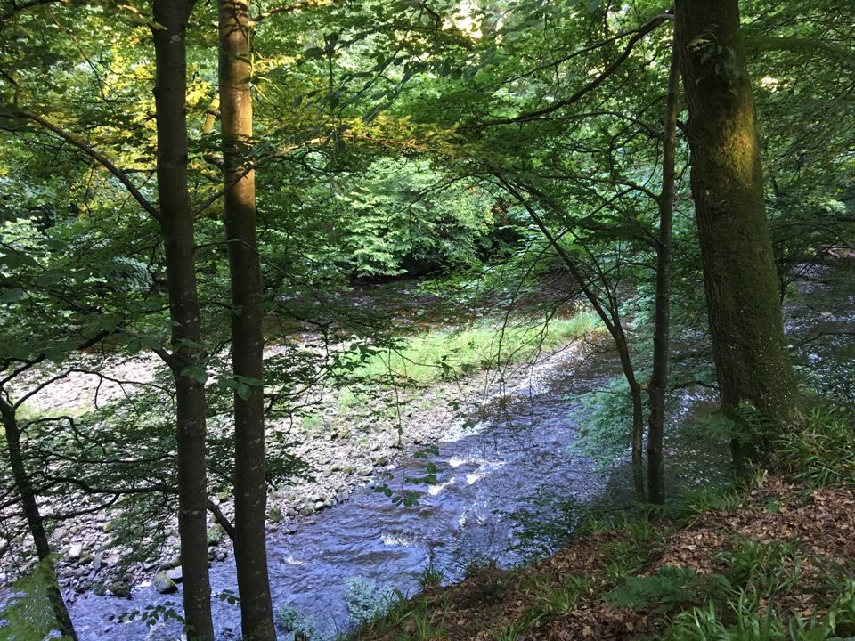 River running through woodland