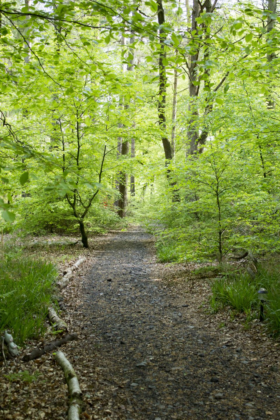Gravel path through woodland