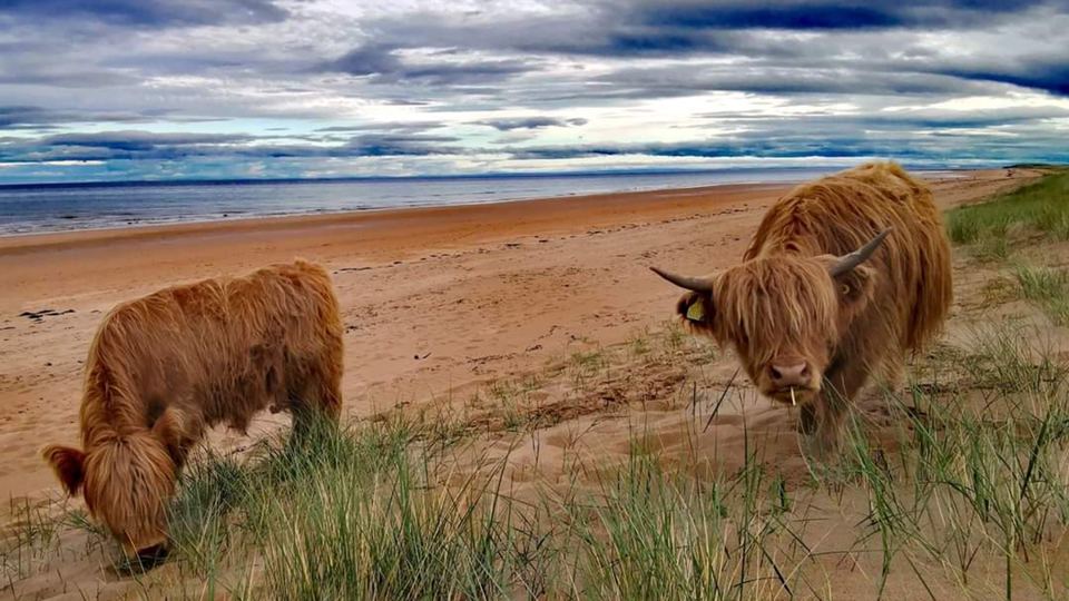 Highland cattle on the beach