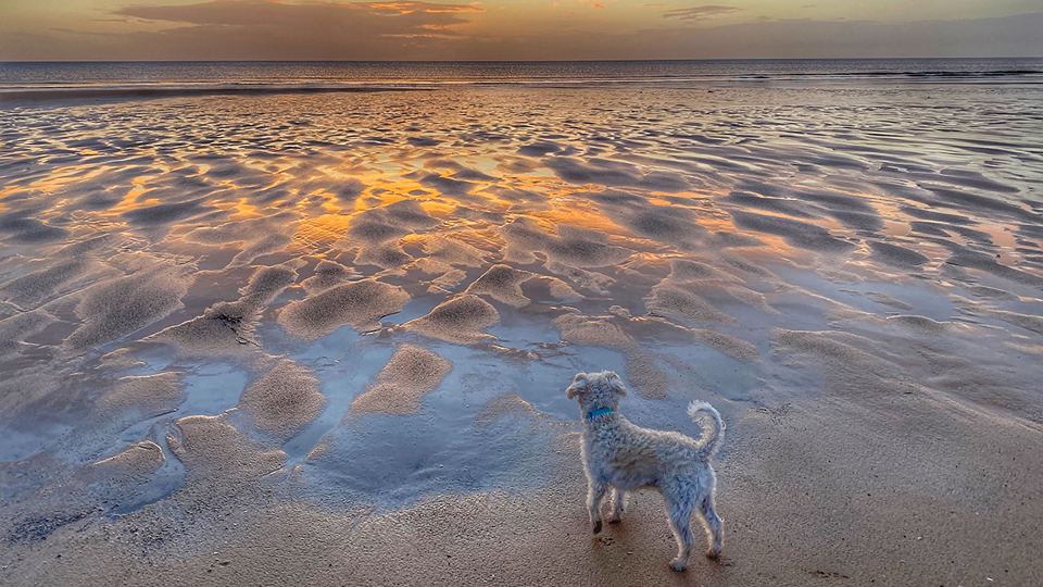 Dog on the beach at low tide