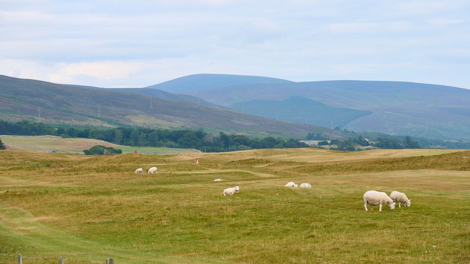 Sheep grazing with hills behind