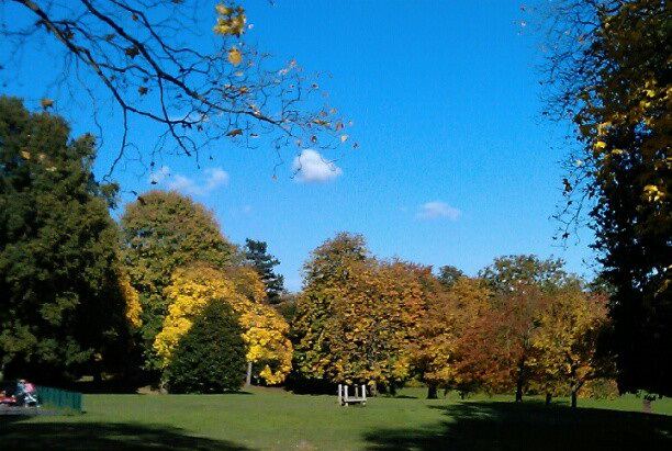 Open grass among trees