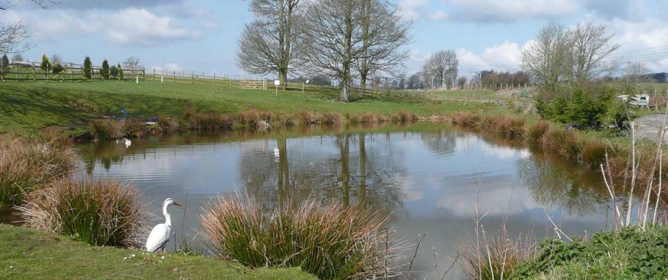 Pond with a heron