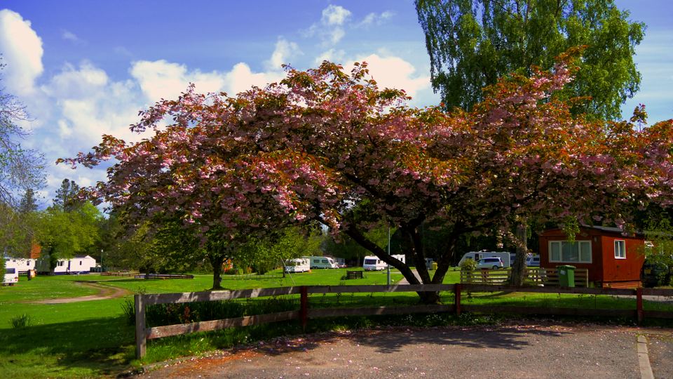 Cherry trees beside the pitches