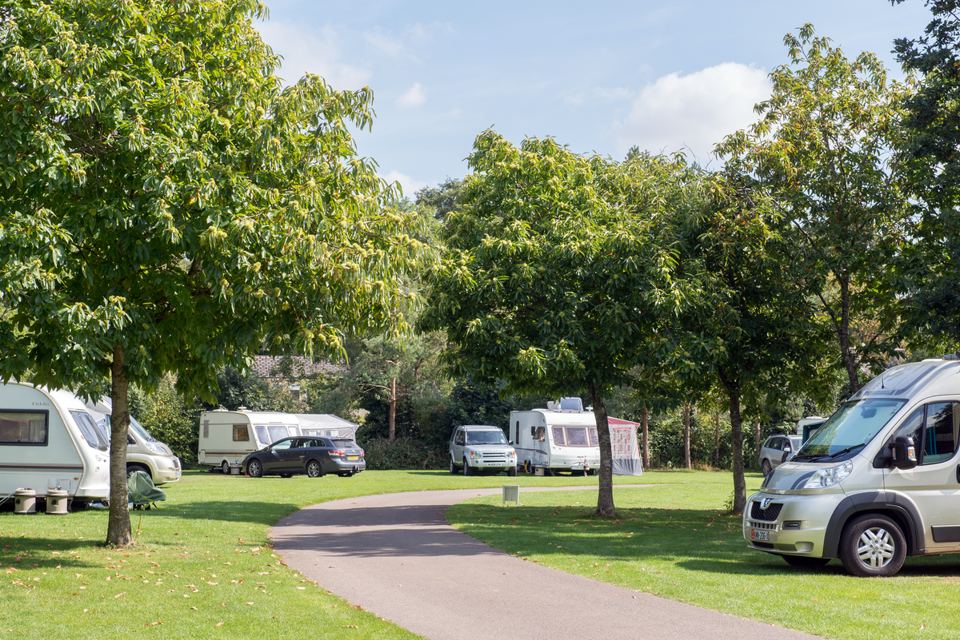Pitches under mature trees