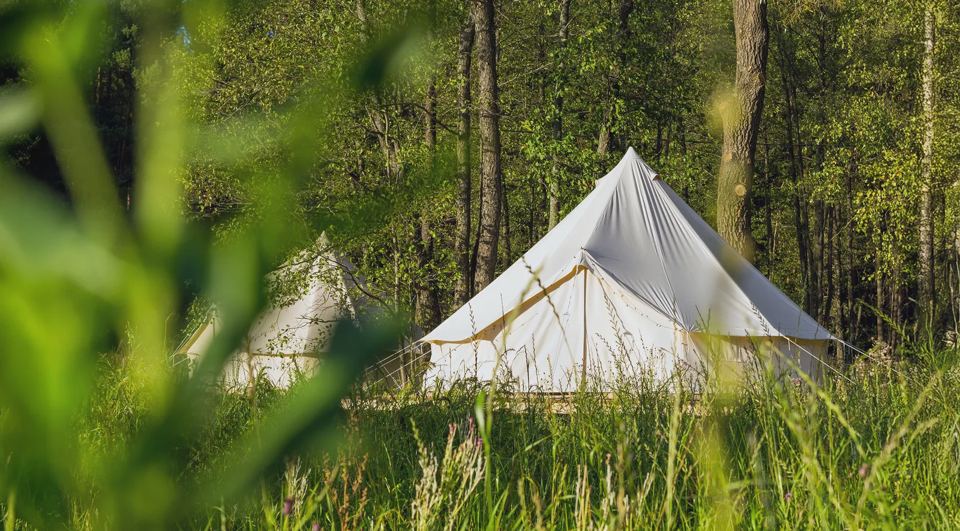 Bell tents among the trees