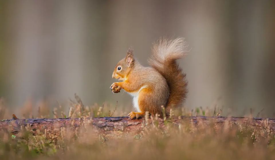 Red squirrel