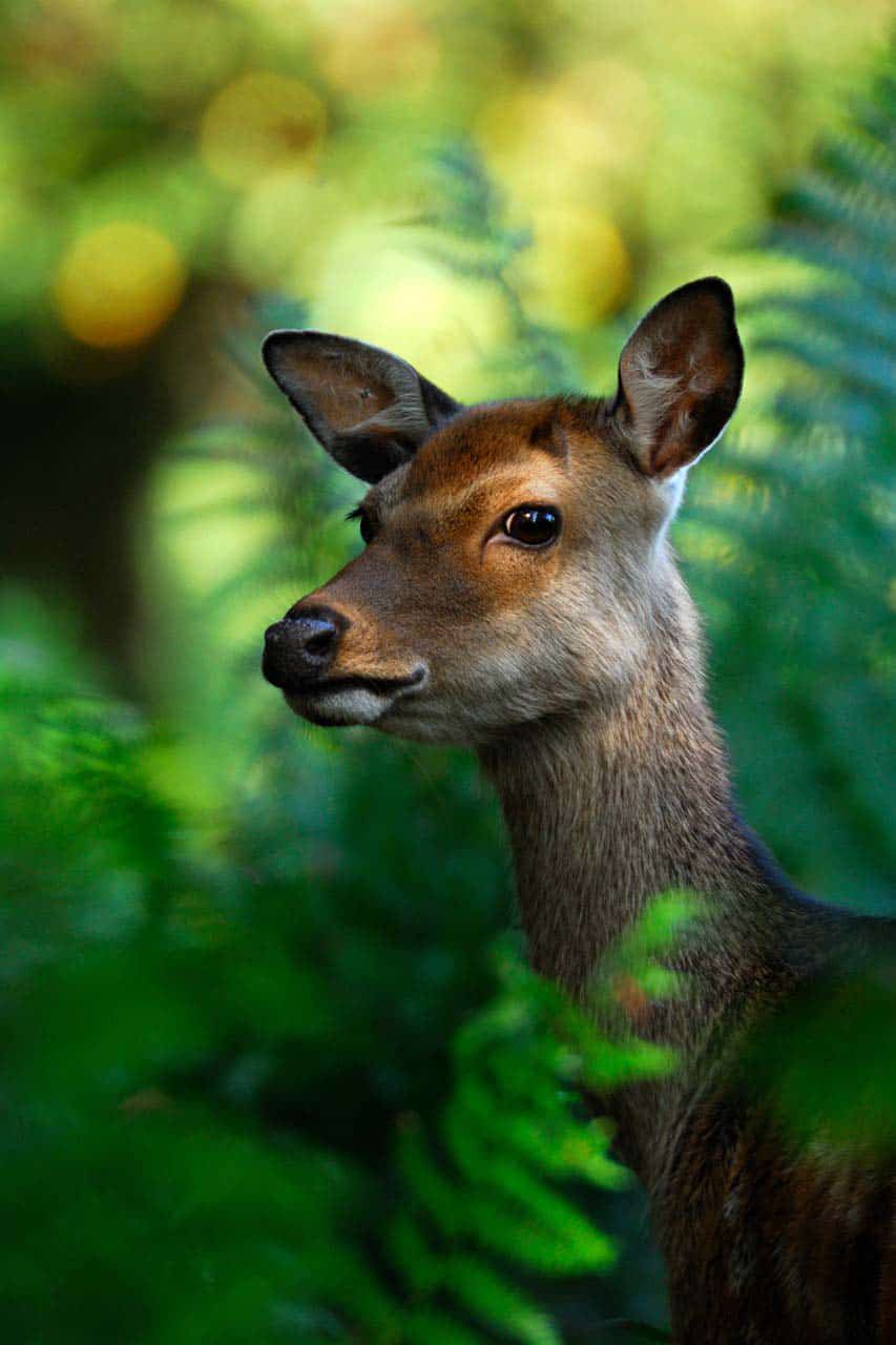 Deer in the undergrowth