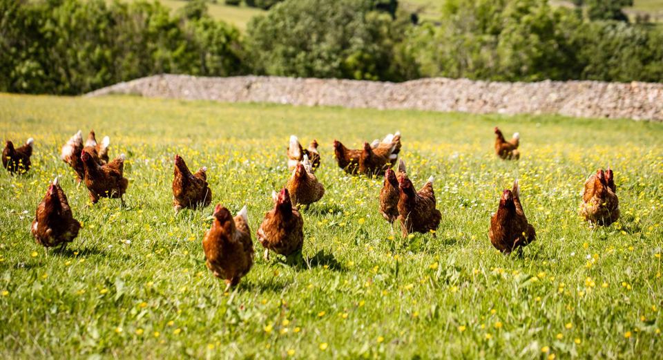 Free-range hens in the grass