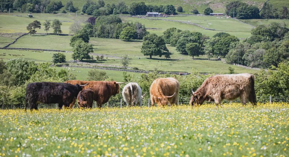 Cattle grazing in the meadow