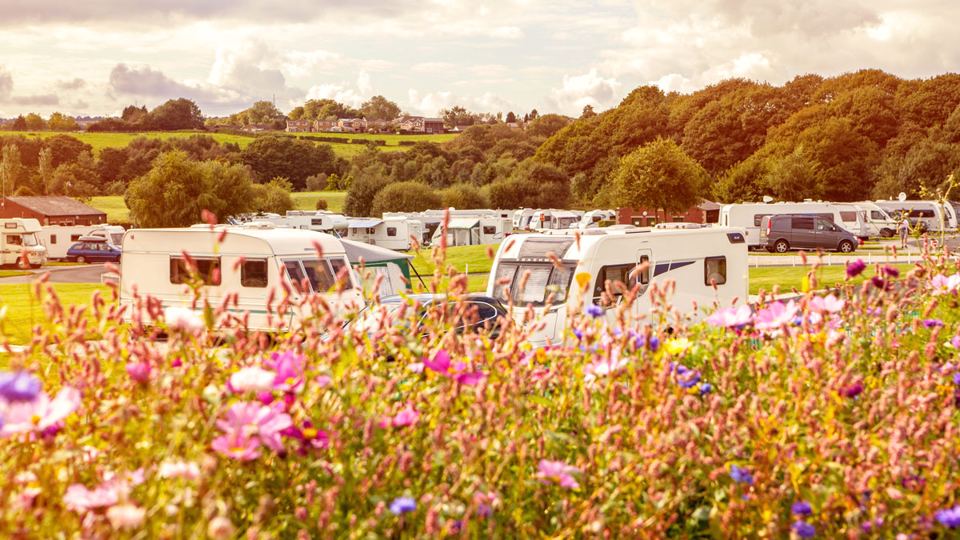 Pitches among wildflowers