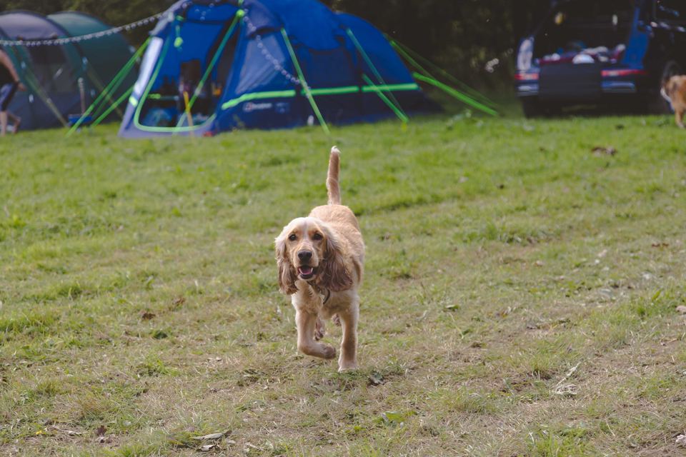 Dog running past tents on the field