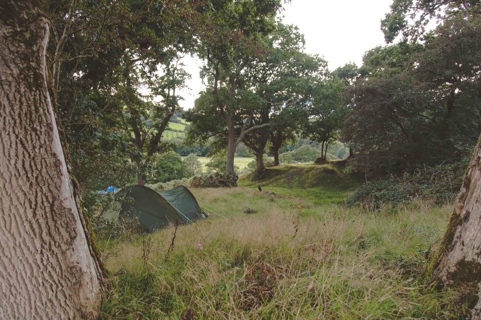 Tents pitched among oak trees