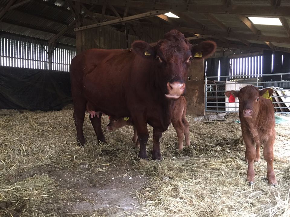 Cow and calf in the barn