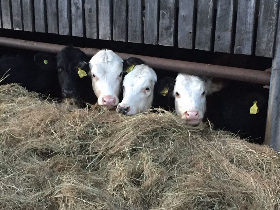 Calves in the farm barn