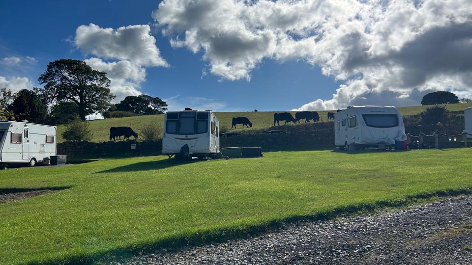 Pitches with cattle beyond the wall