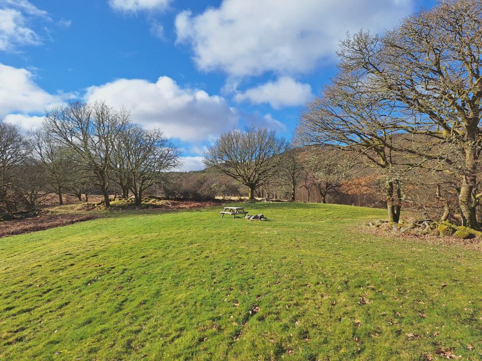 Camping field with oak trees