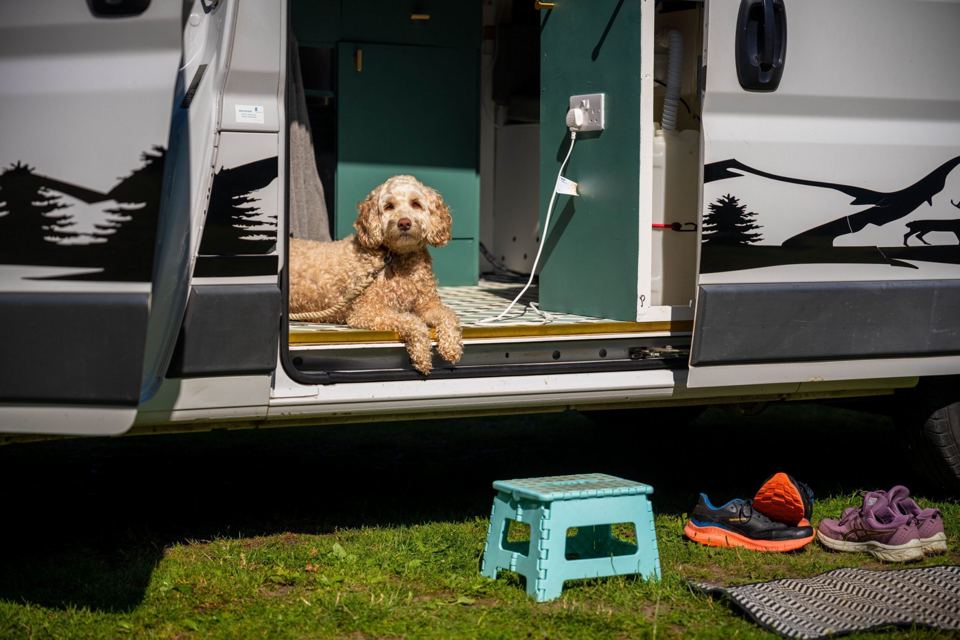 Dog at the door of a campervan
