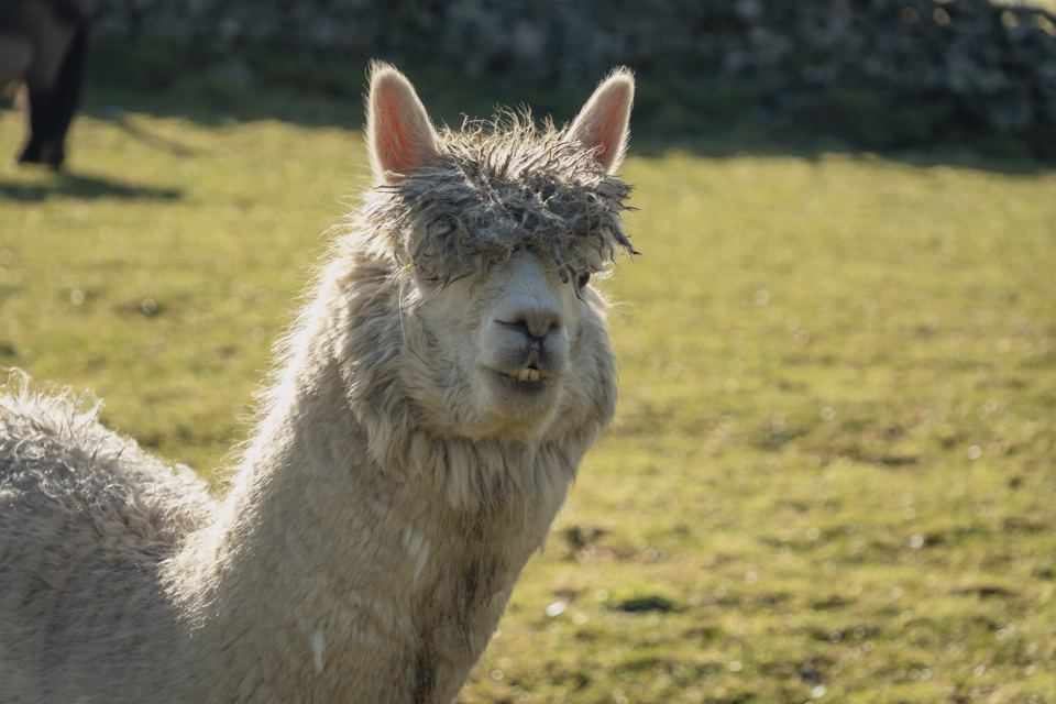 Alpaca in the field