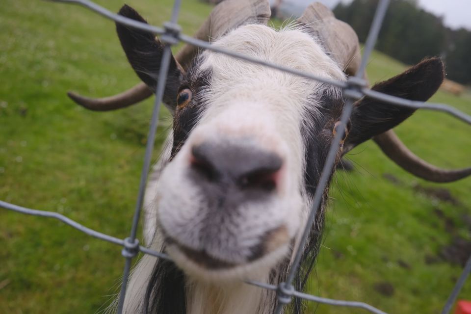 Goat at the fence