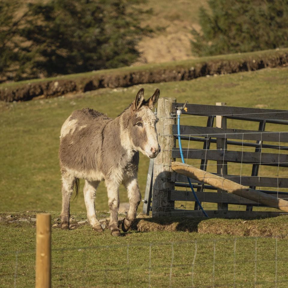 Donkey in the paddock