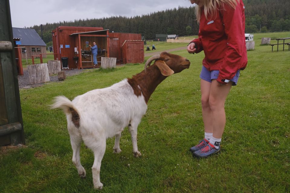 Feeding a goat