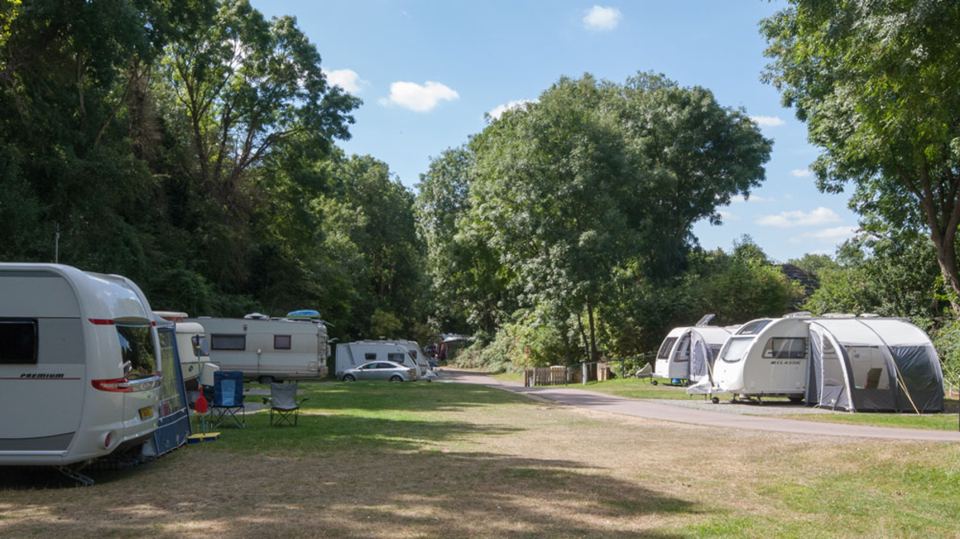 Grass pitches under trees
