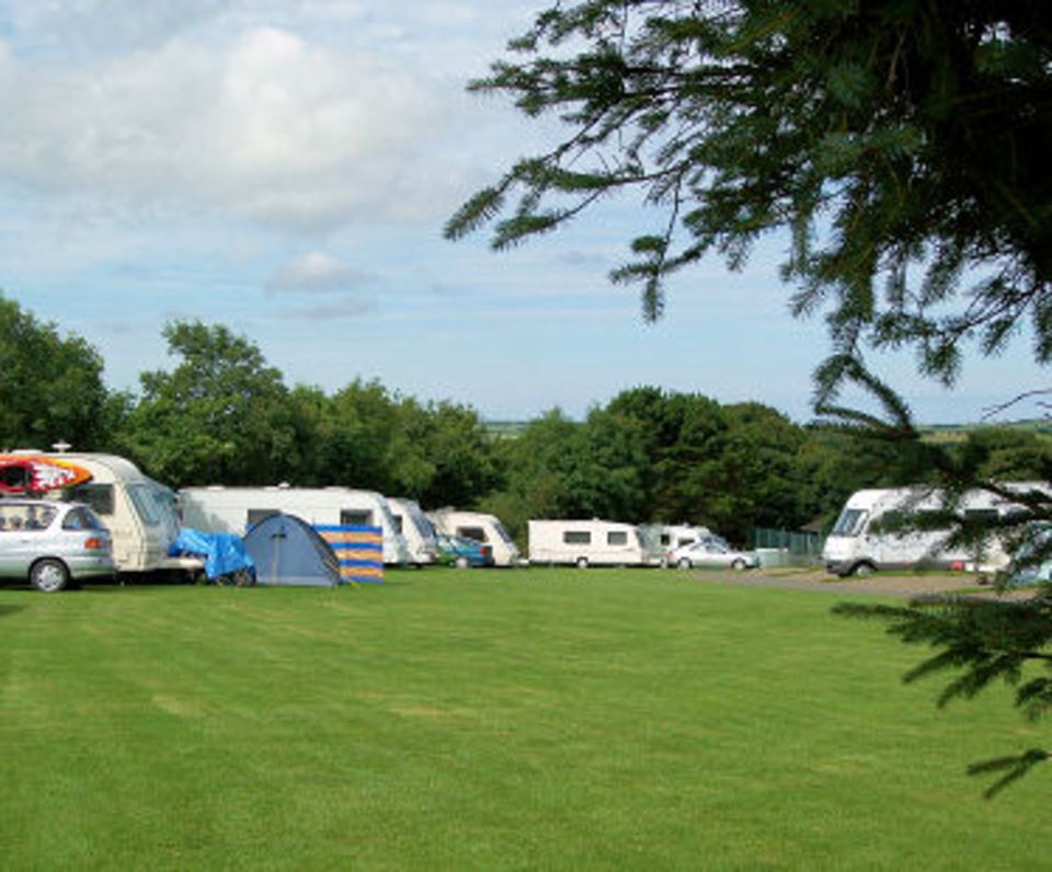 Grass pitches under tall trees