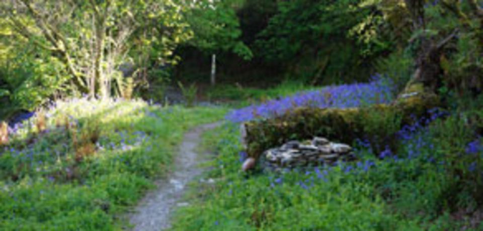 Woodland path with bluebells
