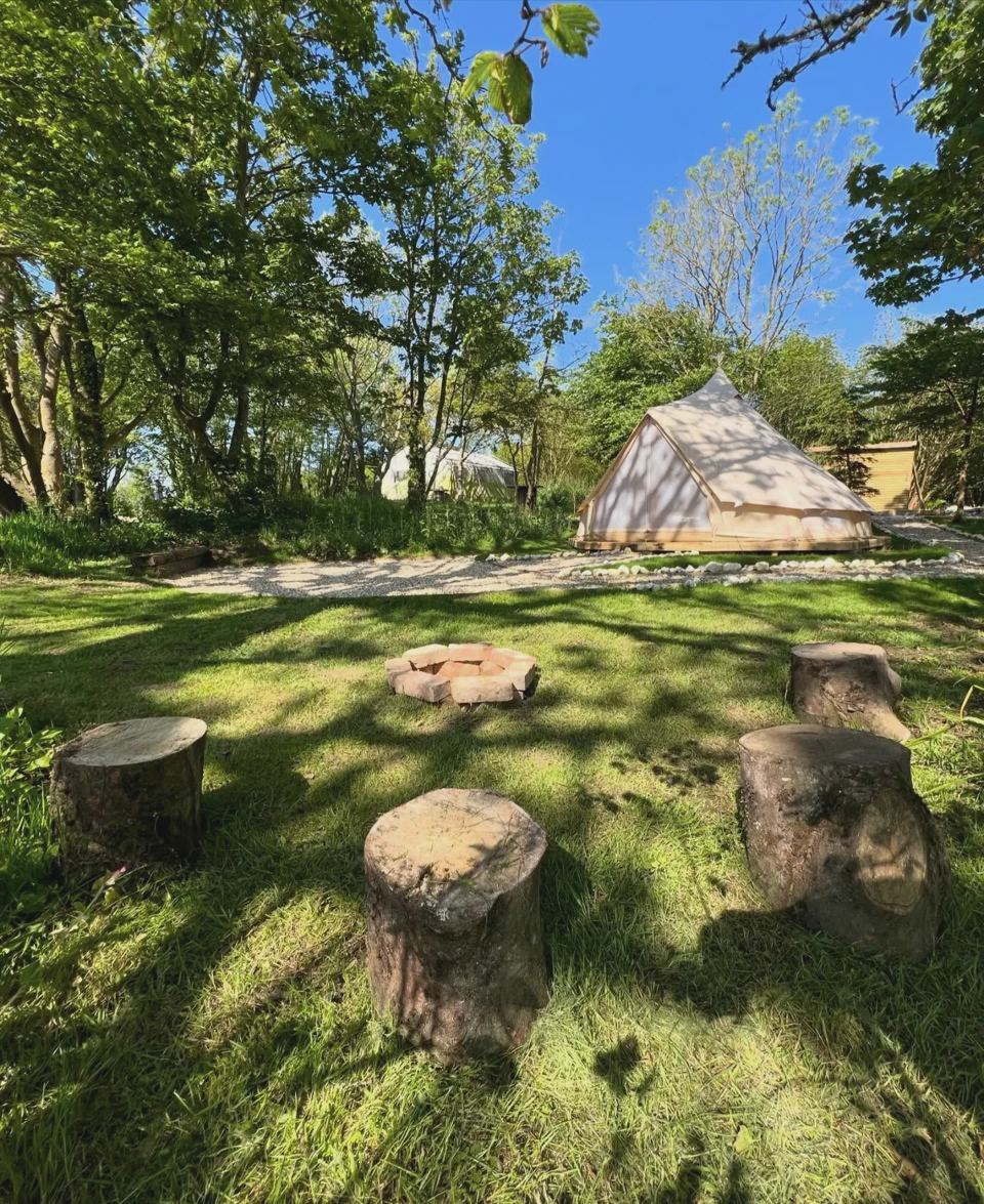 Bell tent in the woodland glade