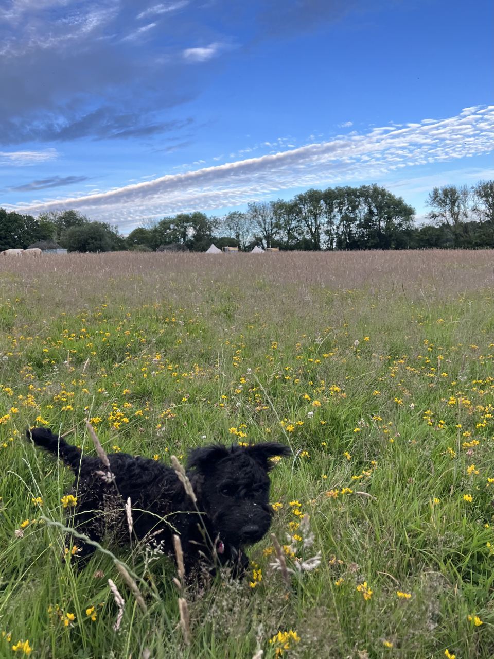 Dog in the wildflower meadow